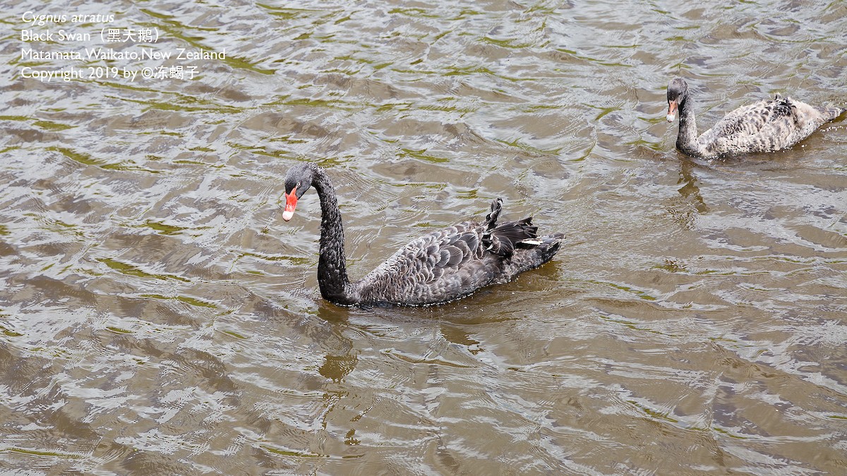 Black Swan - ML615165837