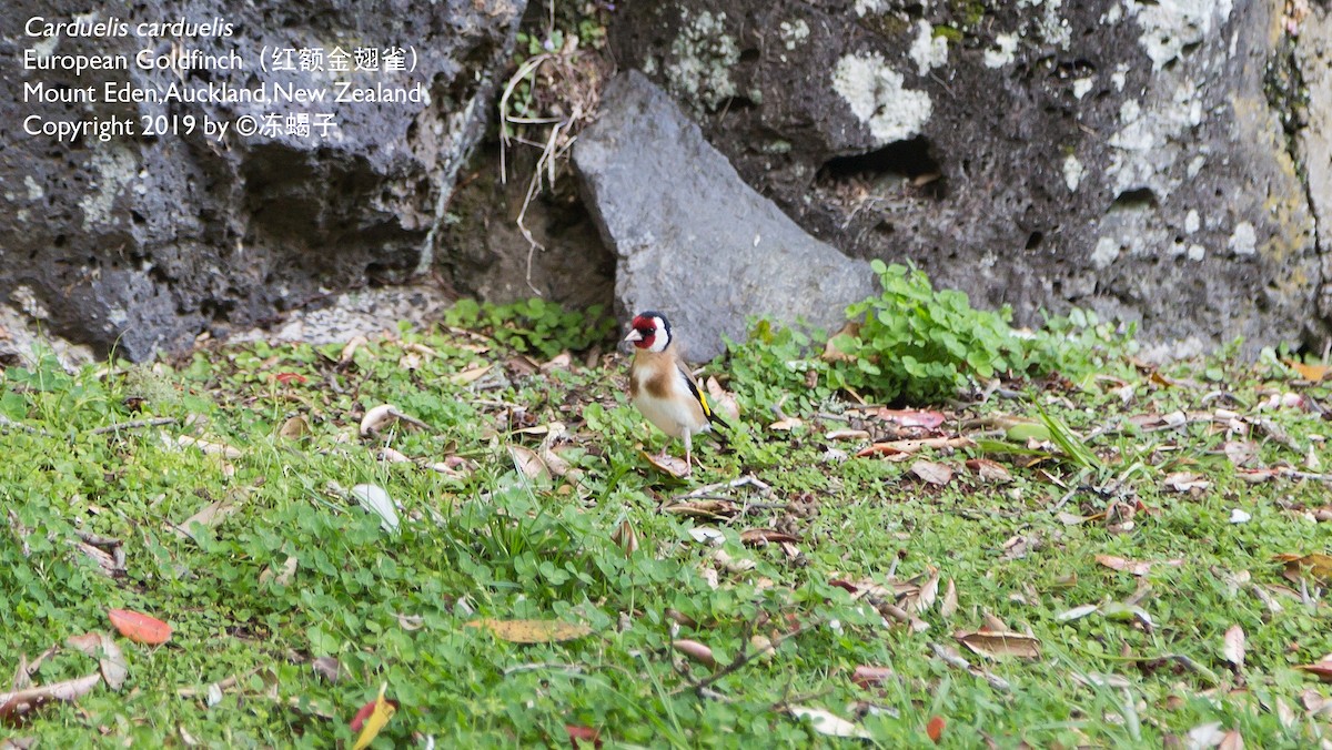European Goldfinch - ML615165839