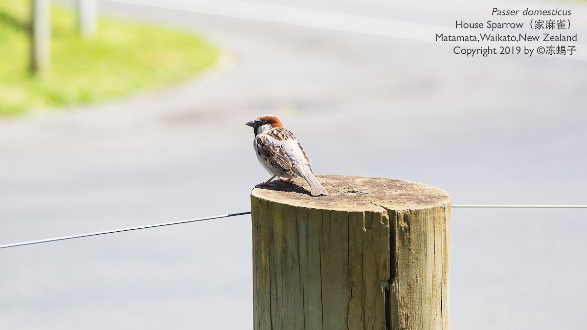House Sparrow - ML615165840