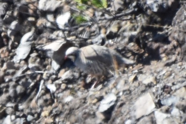 Chukarhuhn - ML615165845