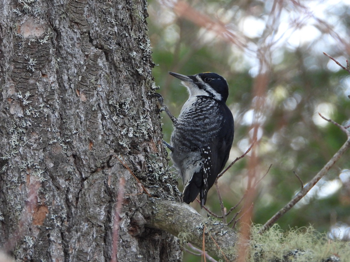 Black-backed Woodpecker - ML615165846
