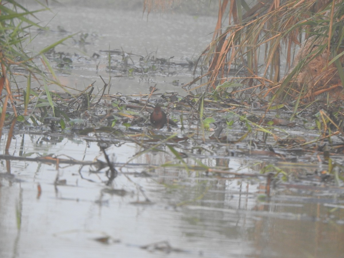 Ruddy-breasted Crake - ML615165847