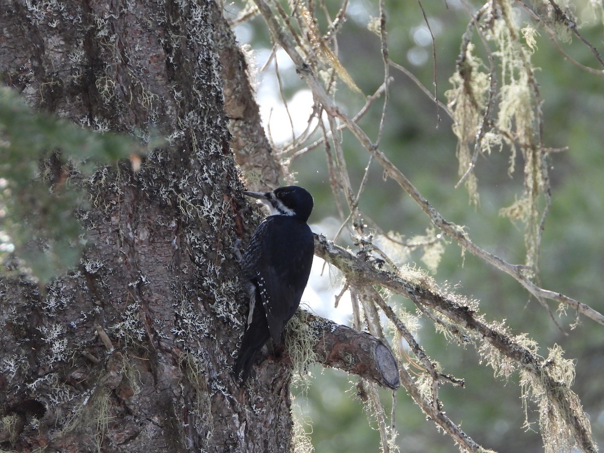 Black-backed Woodpecker - ML615165849