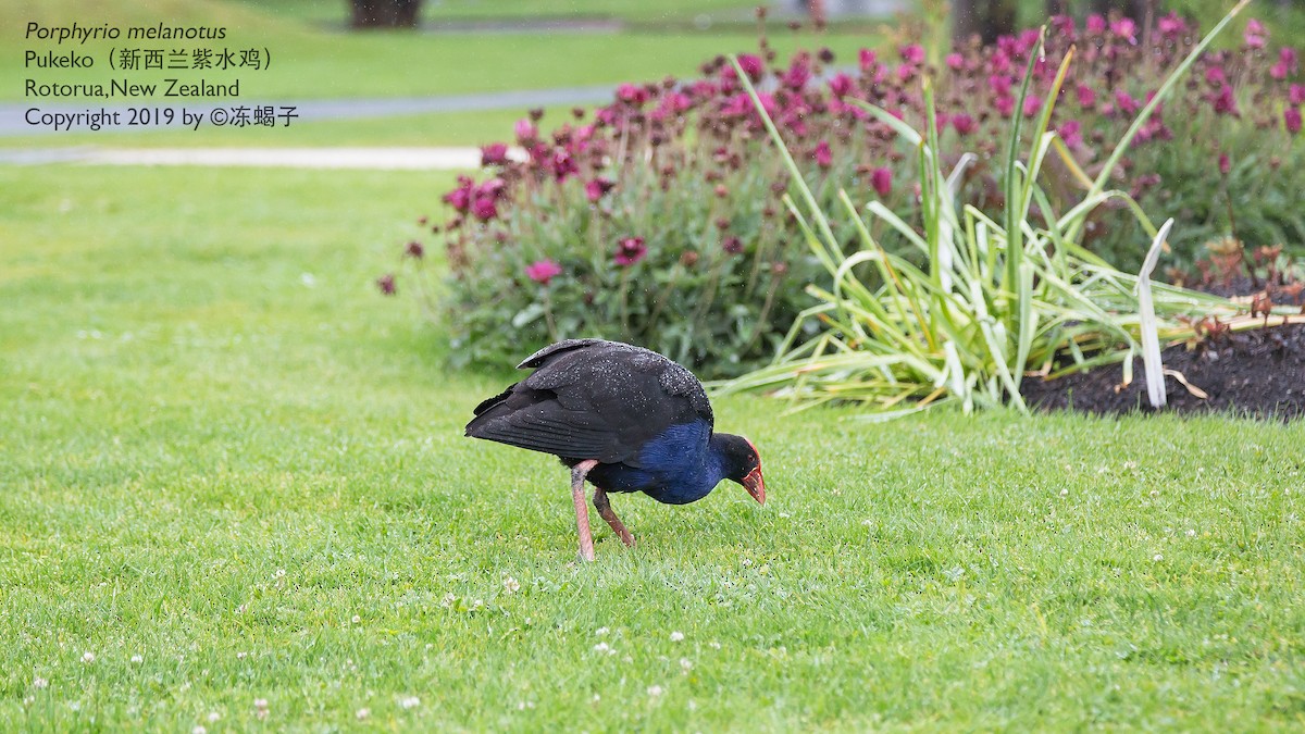 Australasian Swamphen - ML615165850