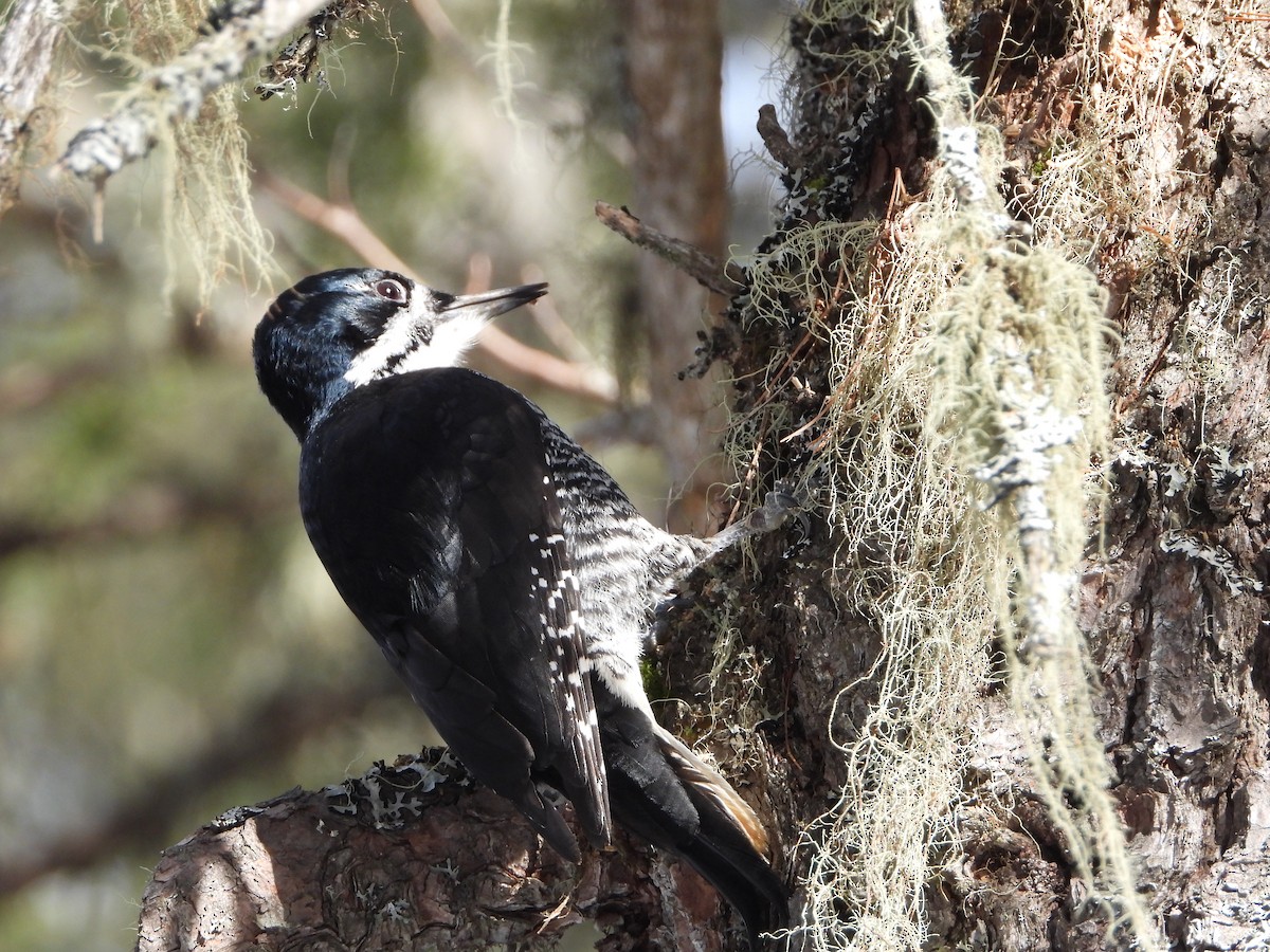 Black-backed Woodpecker - ML615165851