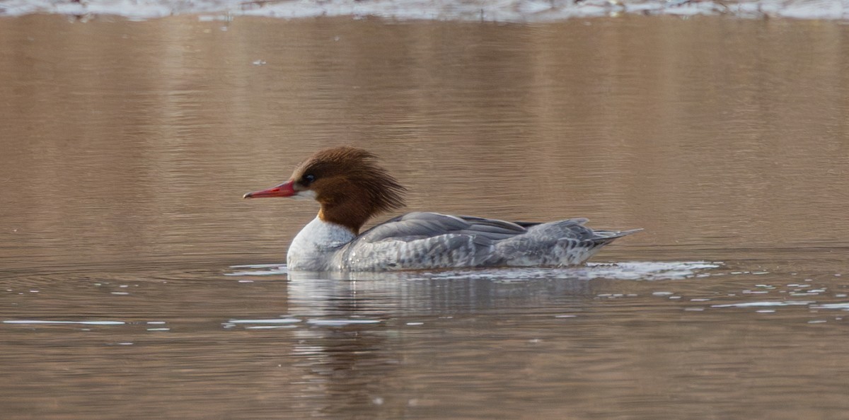 Common Merganser - Kirk Swenson