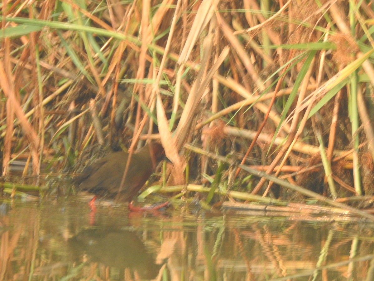 Ruddy-breasted Crake - ML615165895