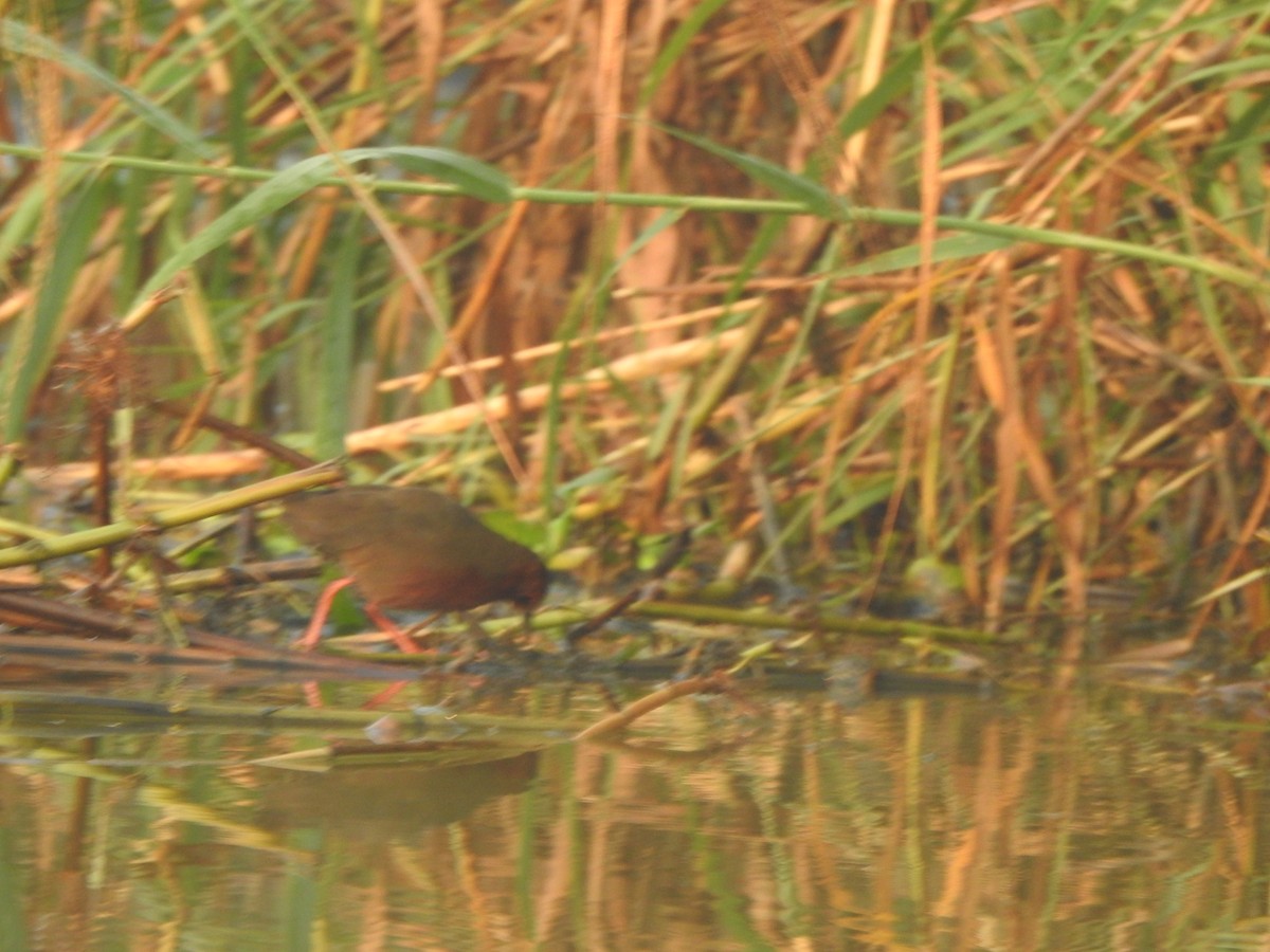 Ruddy-breasted Crake - ML615165897