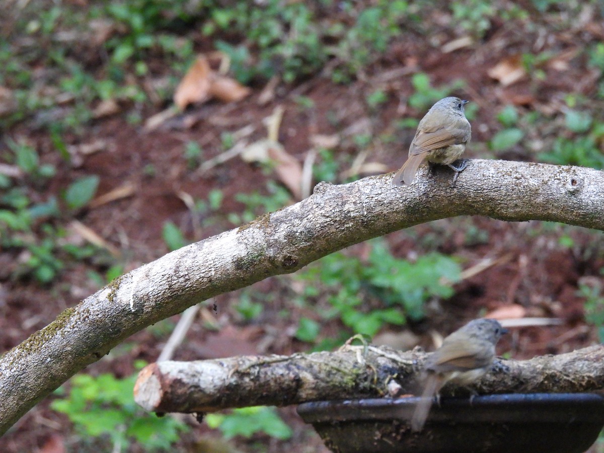 Brown-cheeked Fulvetta - Maanas Joshi