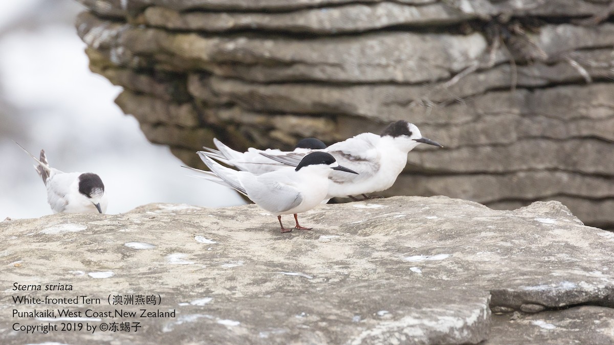 White-fronted Tern - ML615165935