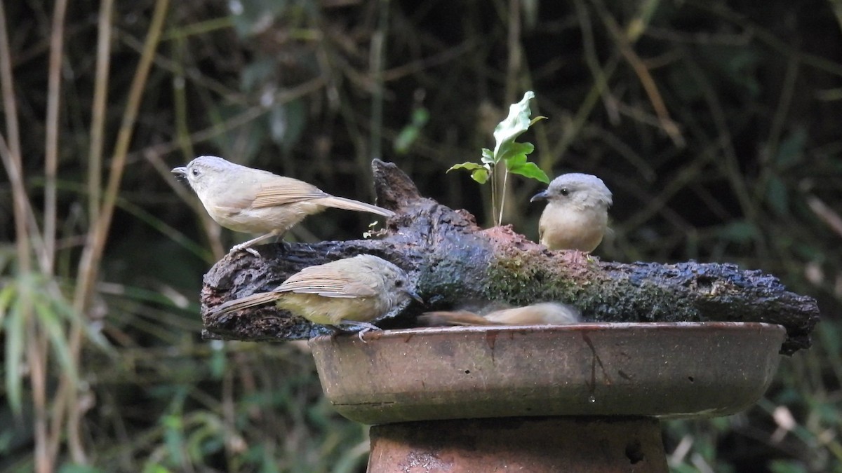 Brown-cheeked Fulvetta - Maanas Joshi