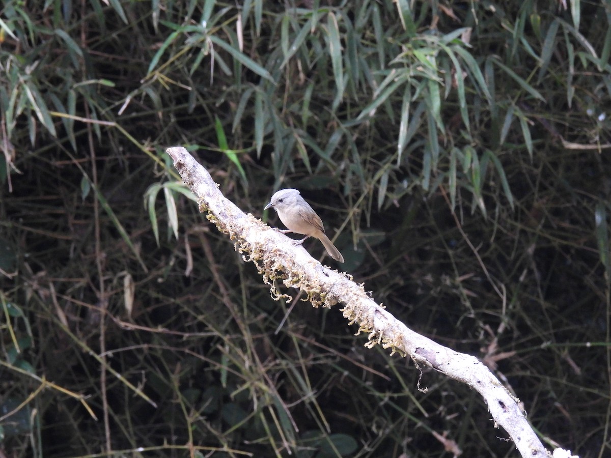 Brown-cheeked Fulvetta - Maanas Joshi