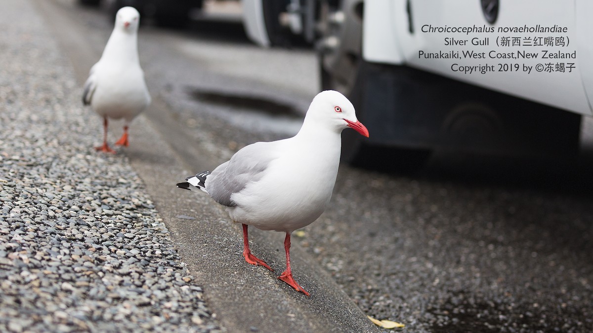 Silver Gull - Xuelei Jiang