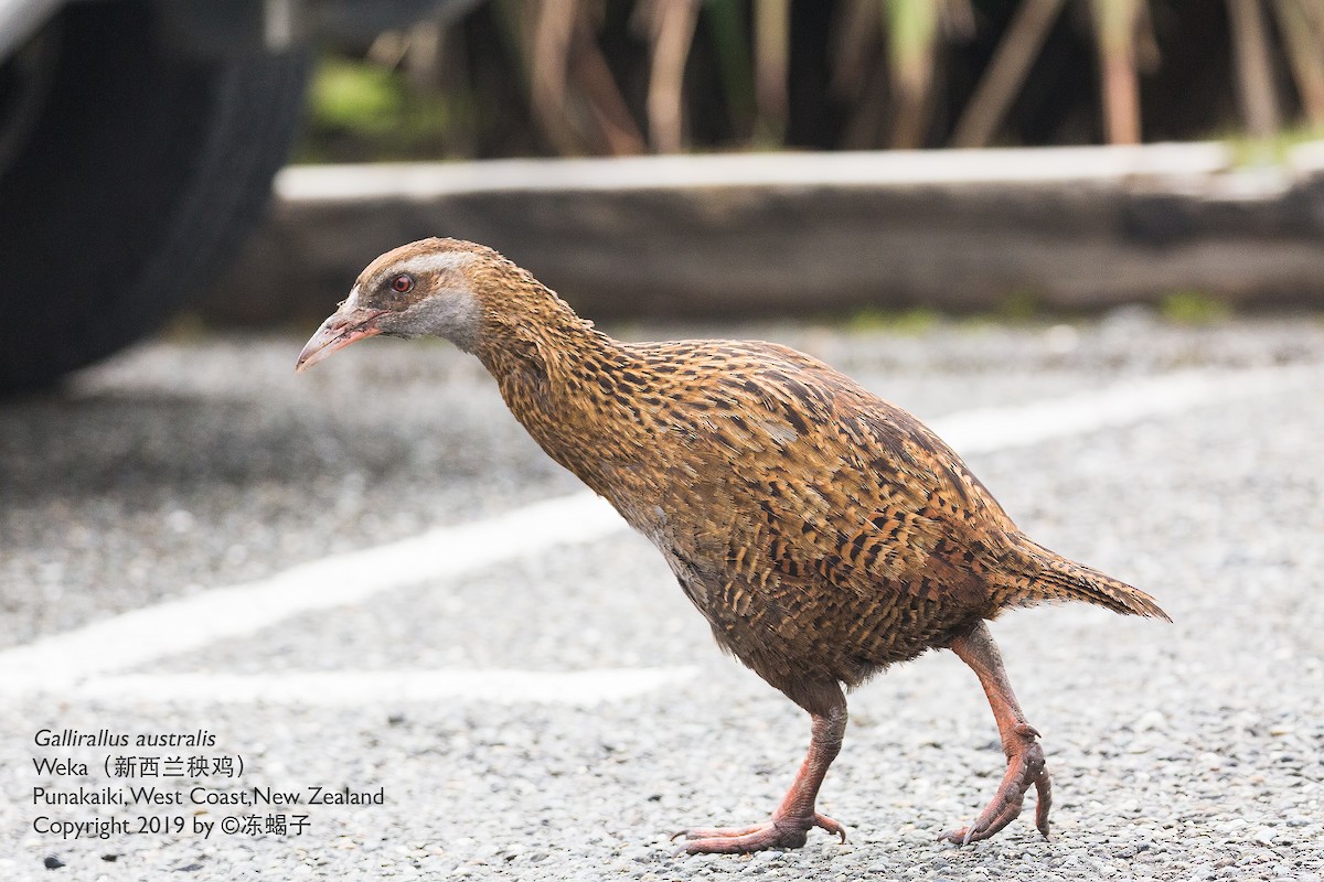 Weka - ML615165954