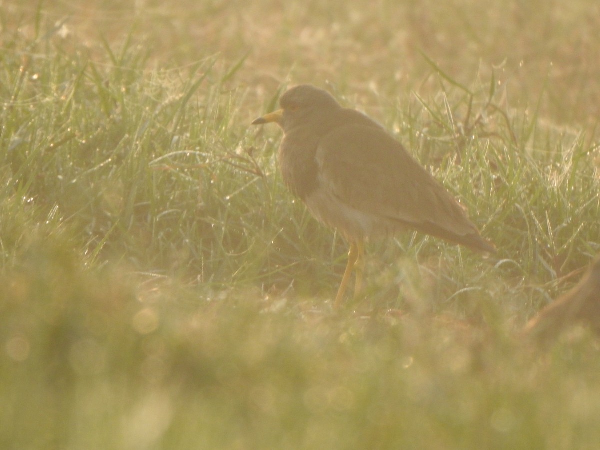 Gray-headed Lapwing - ML615165975