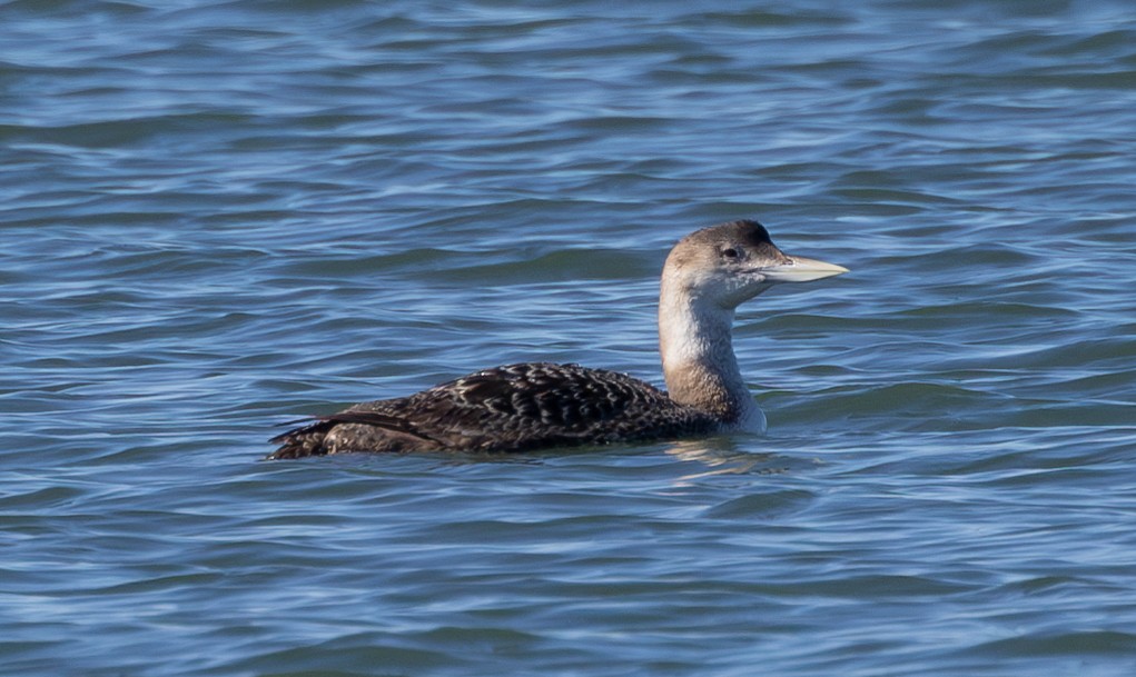 Plongeon à bec blanc - ML615165986