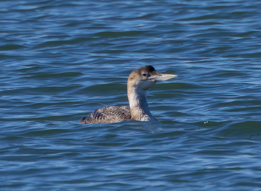 Yellow-billed Loon - ML615165988