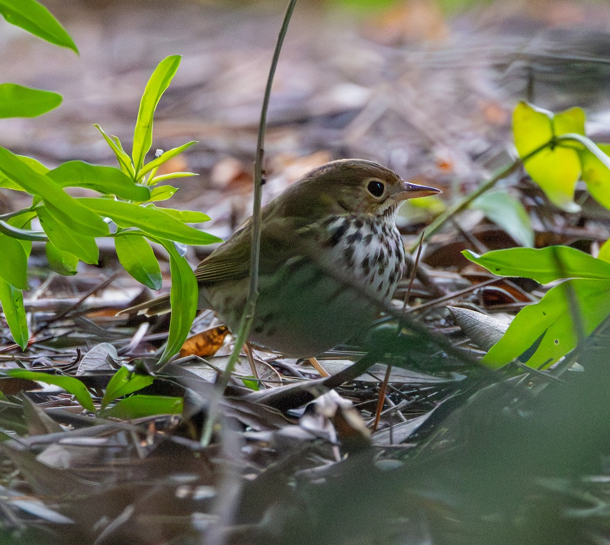 Ovenbird - ML615165998