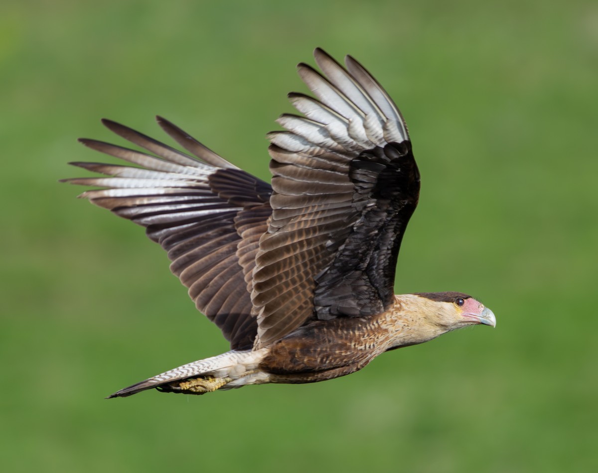 Crested Caracara - ML615166011