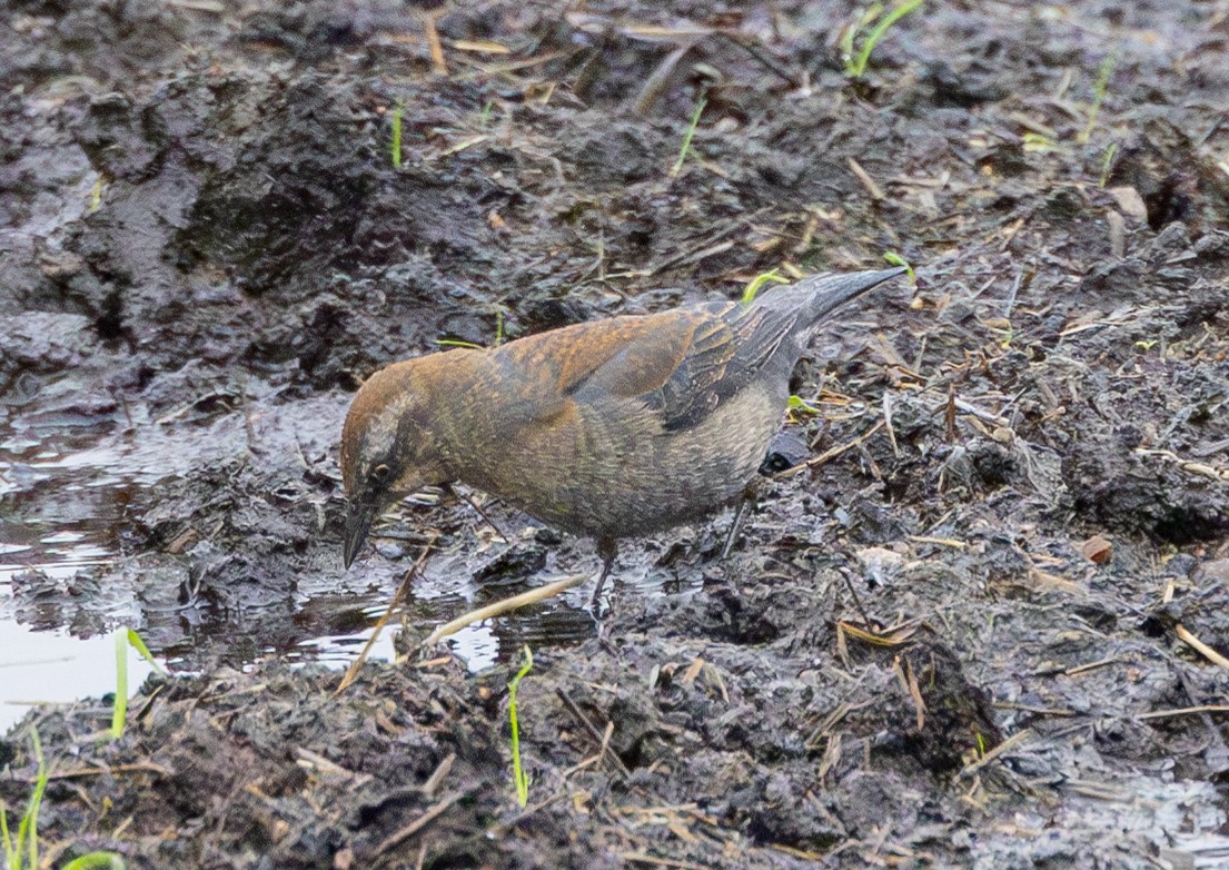 Rusty Blackbird - ML615166029