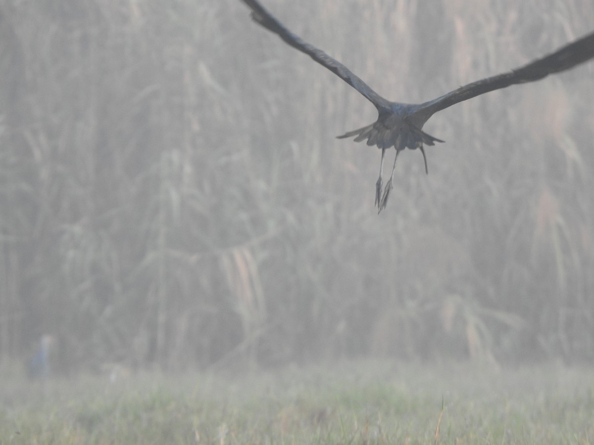 Glossy Ibis - ML615166034