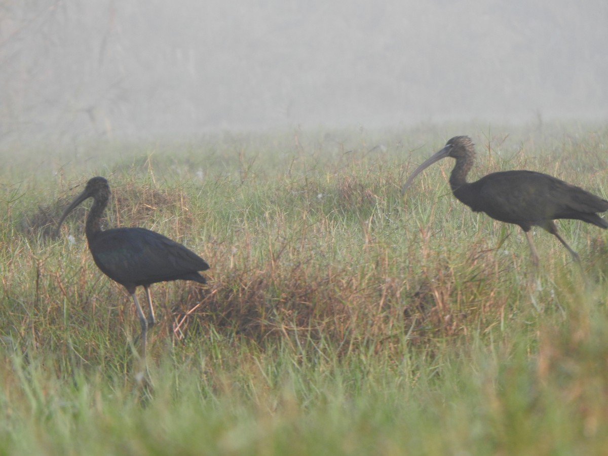 Glossy Ibis - ML615166035