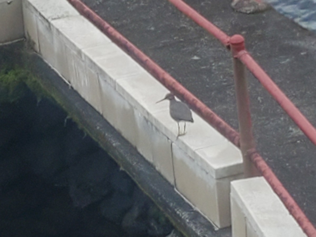 Wandering Tattler - ML615166041