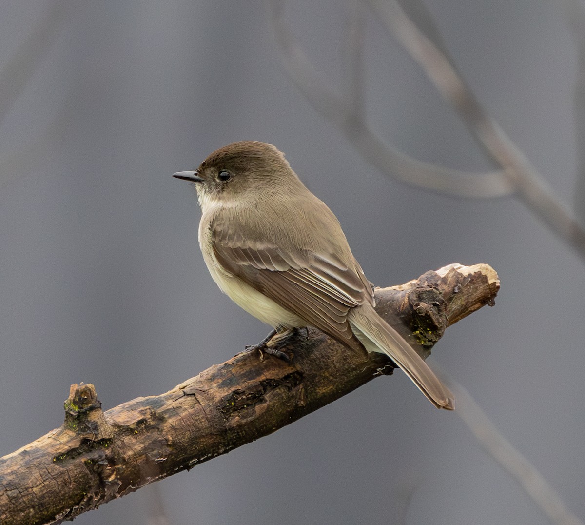 Eastern Phoebe - ML615166050