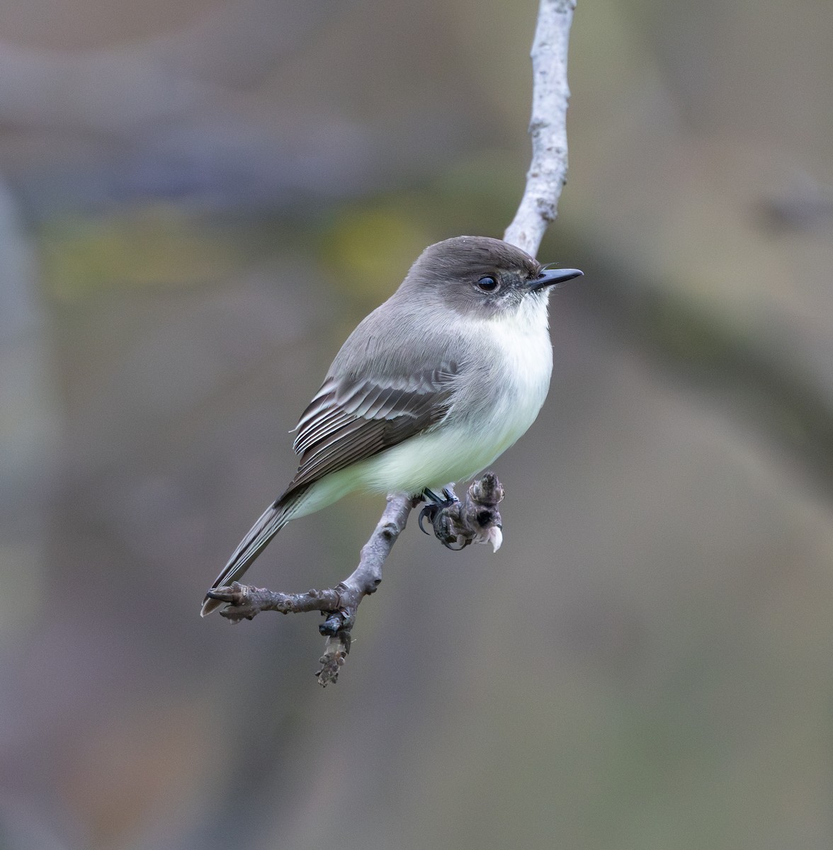 Eastern Phoebe - ML615166052