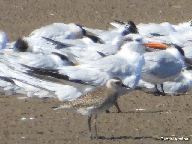 American Golden-Plover - Gabriel Arnábal