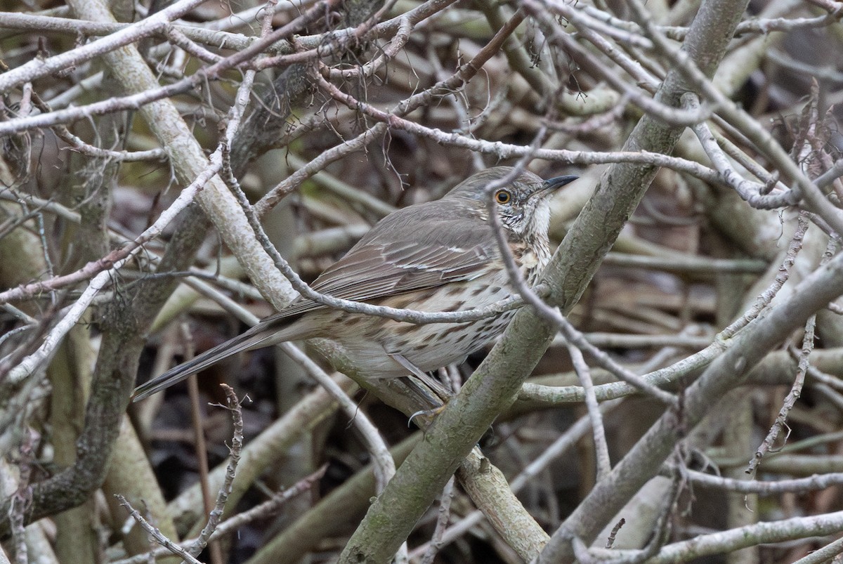 Sage Thrasher - ML615166064