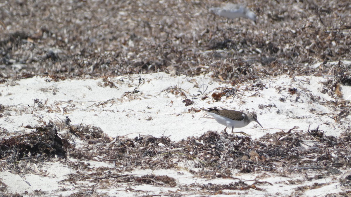 Common Sandpiper - Morgan Pickering