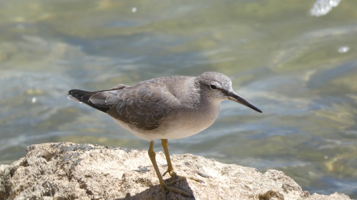 Gray-tailed Tattler - ML615166086