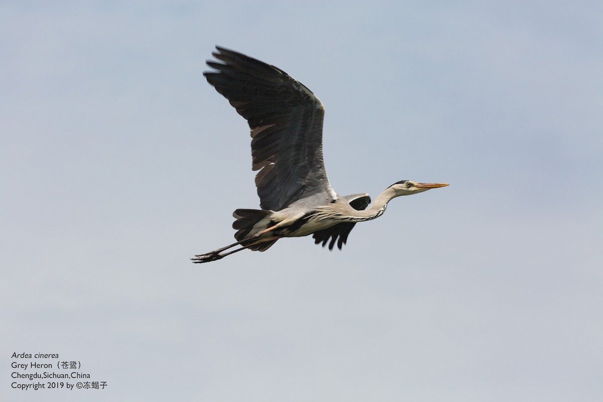 Gray Heron - Xuelei Jiang