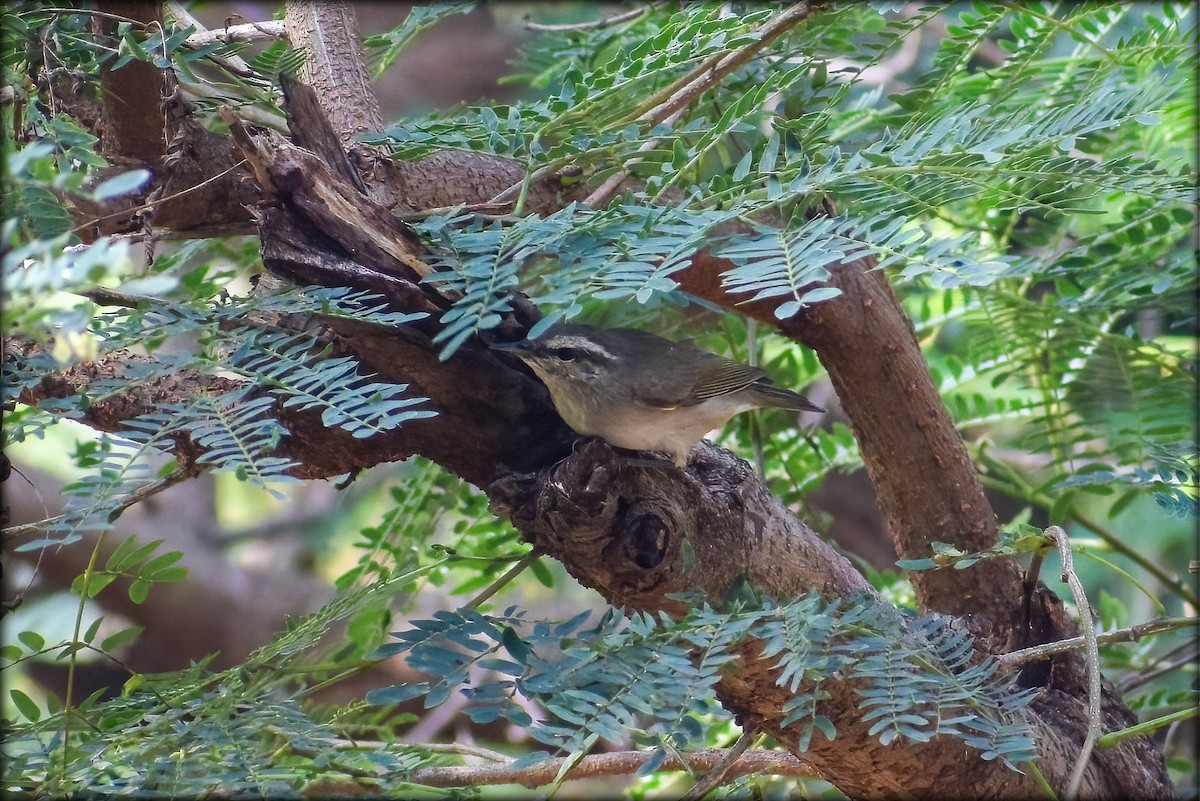Tytler's Leaf Warbler - Anonymous