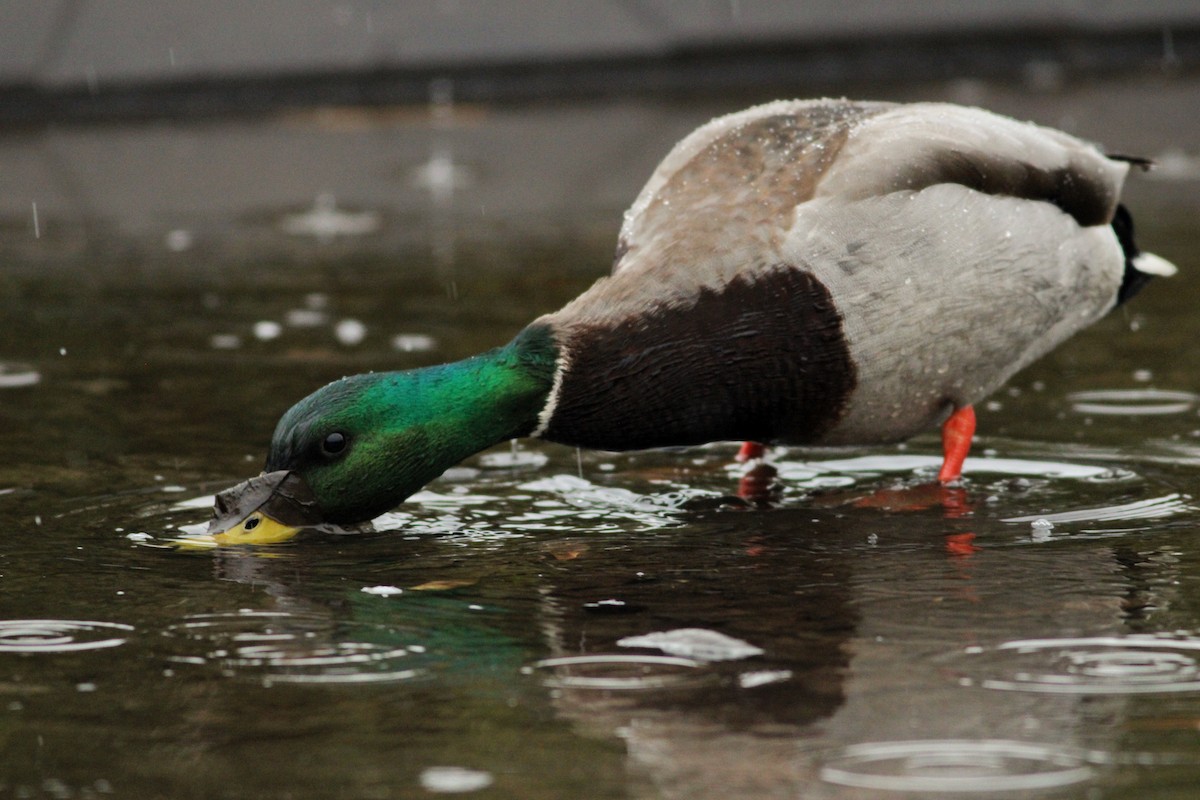 Canard colvert - ML615166112