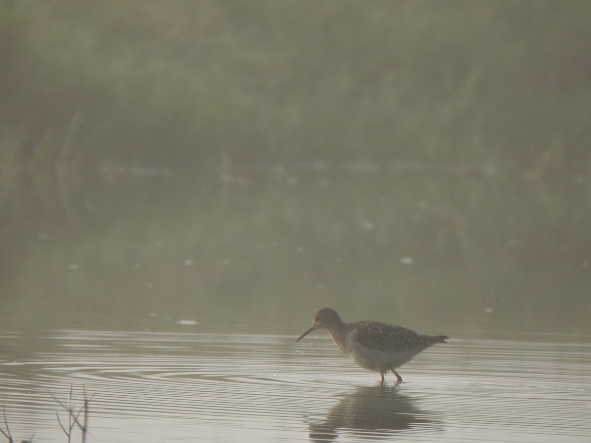 Bruchwasserläufer - ML615166123