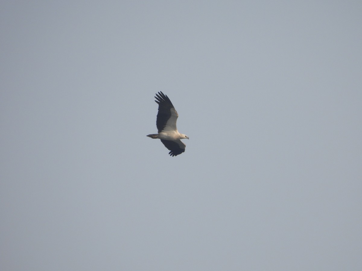 White-bellied Sea-Eagle - ML615166156