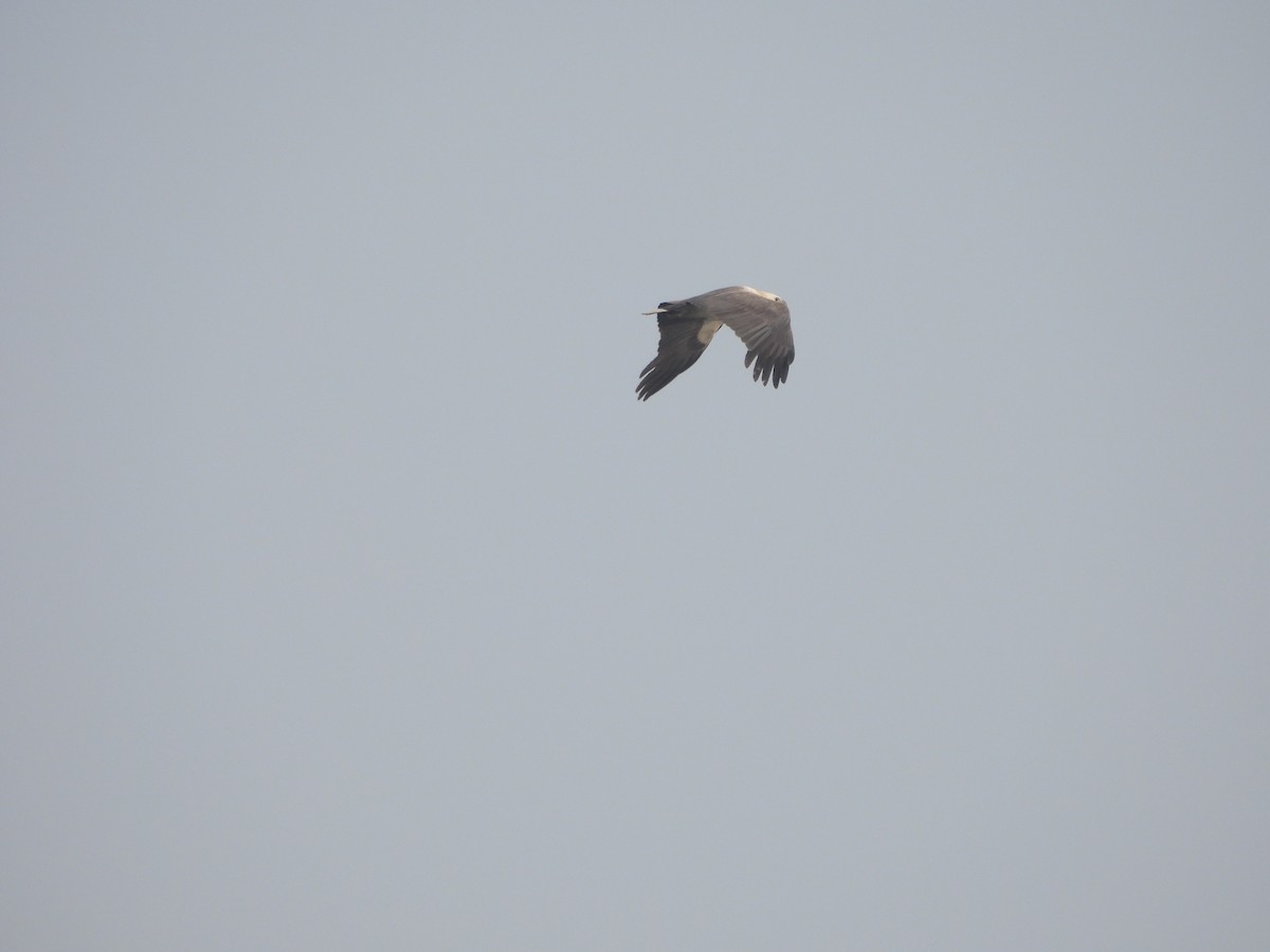 White-bellied Sea-Eagle - ML615166157