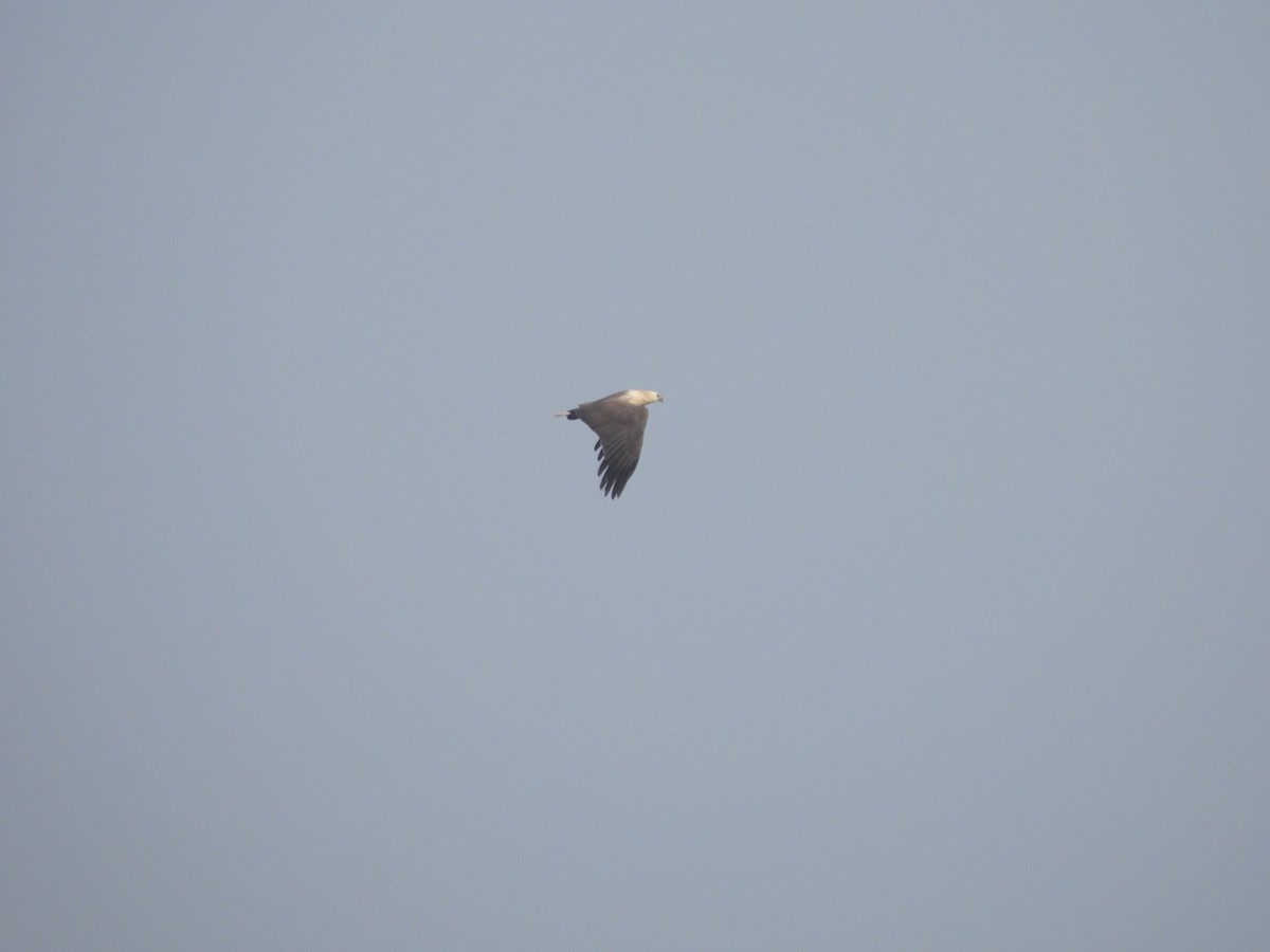 White-bellied Sea-Eagle - ML615166161
