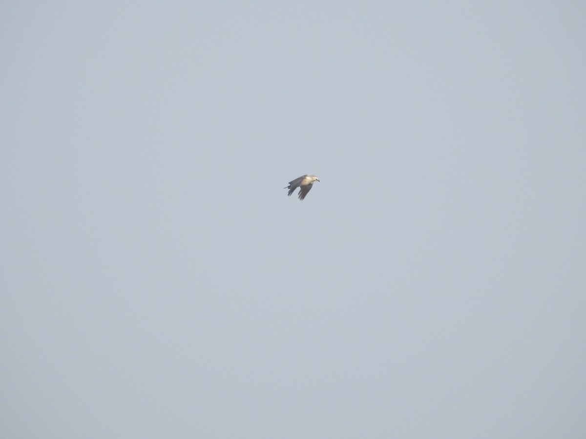 White-bellied Sea-Eagle - ML615166163