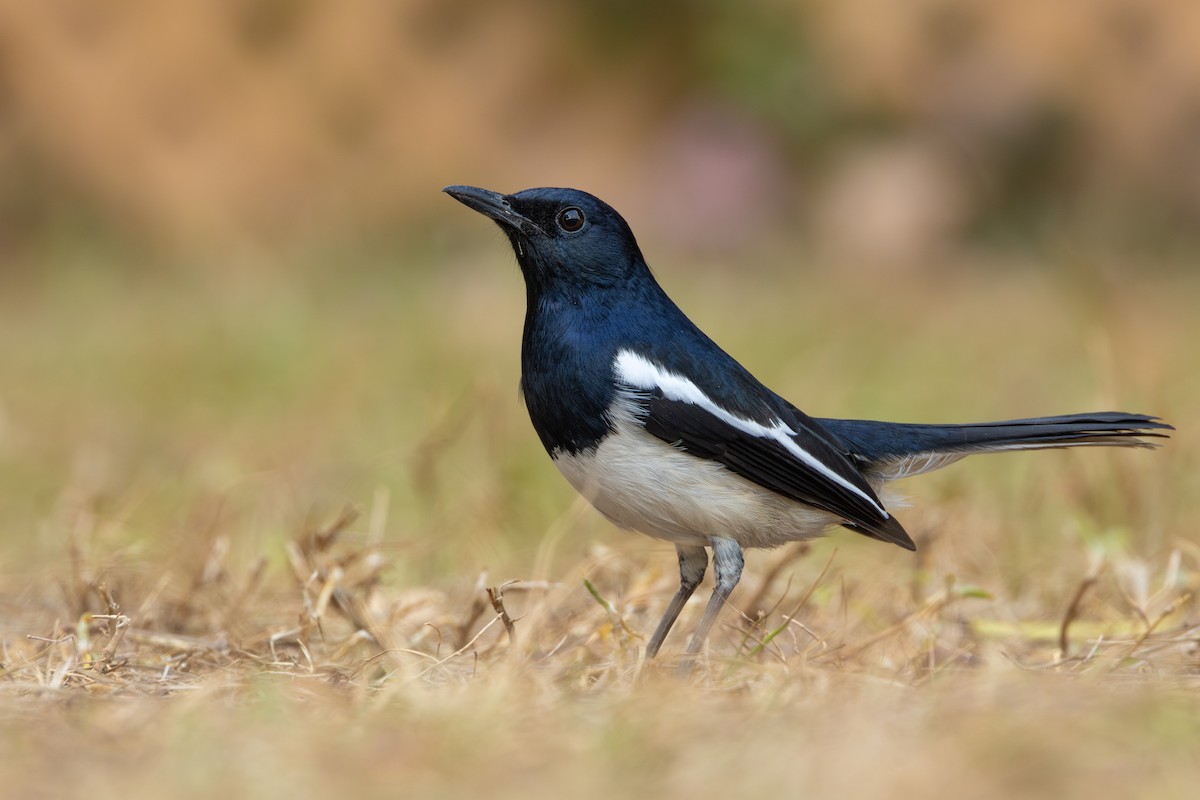 Oriental Magpie-Robin - Ian Mo