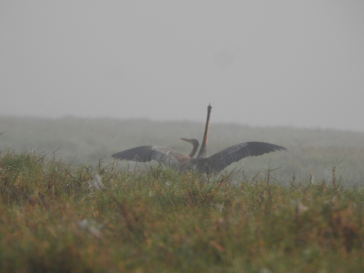 Purple Heron - ML615166210