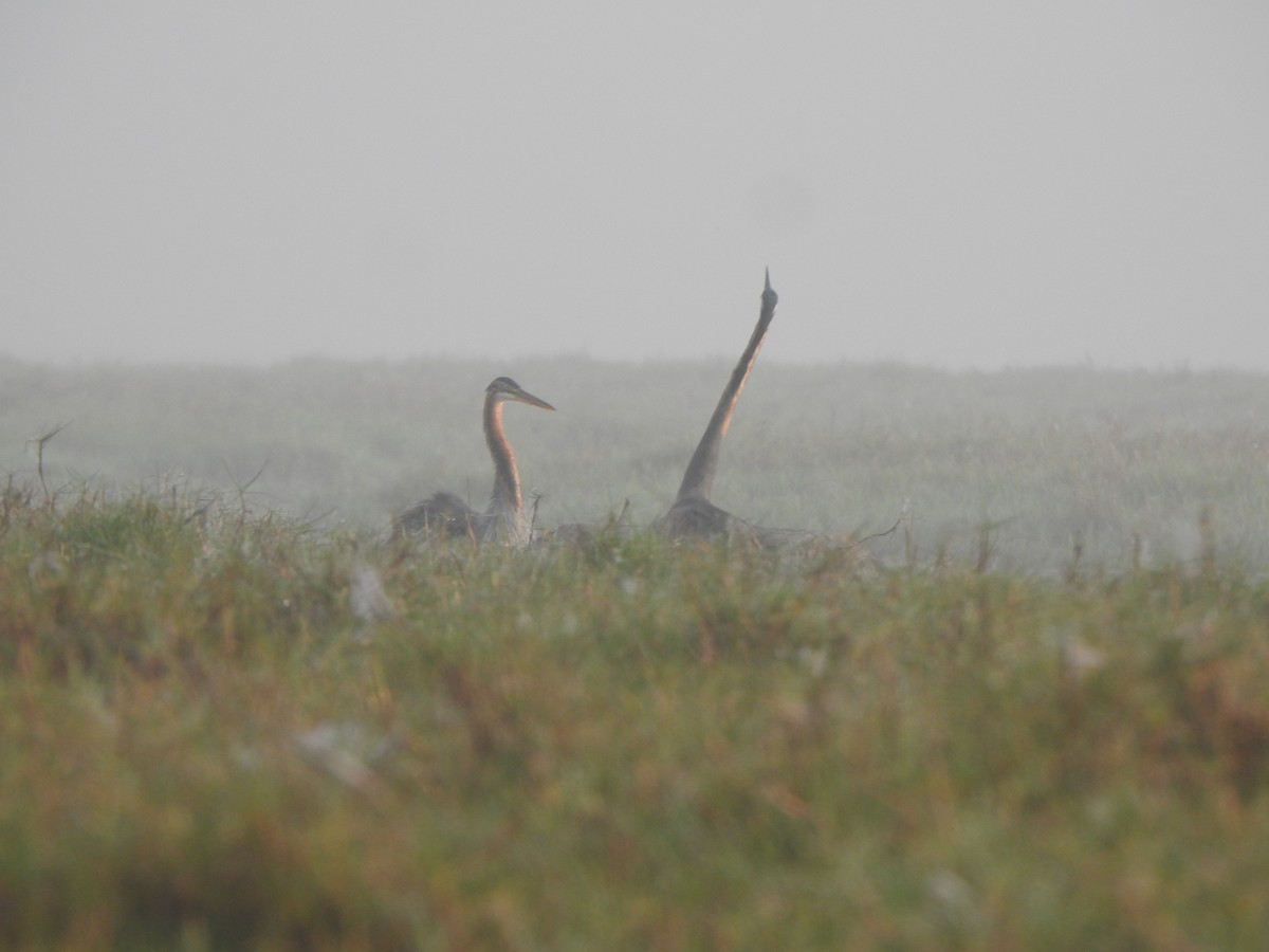 Purple Heron - ML615166211