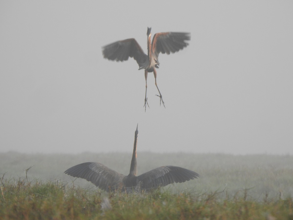 Purple Heron - ML615166213