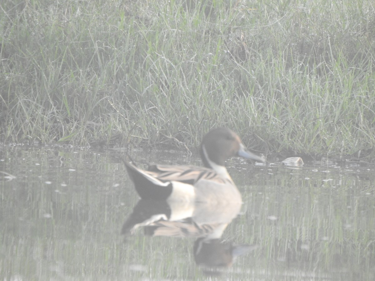 Northern Pintail - ML615166228