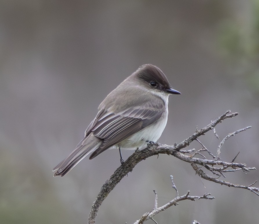 Eastern Phoebe - ML615166245