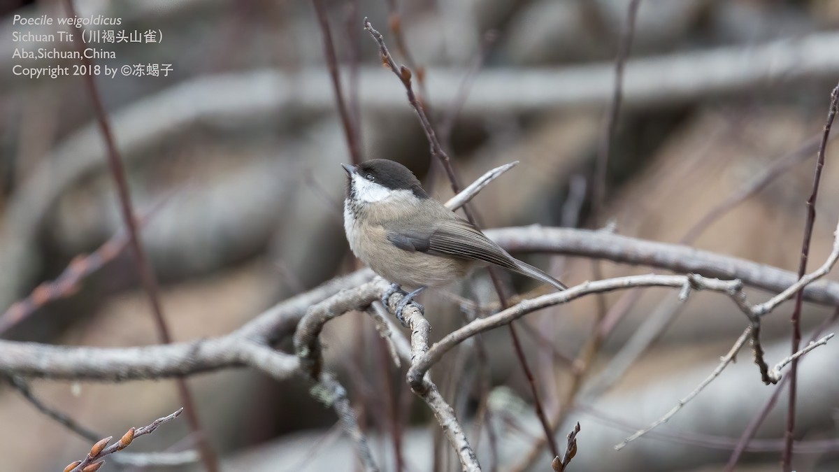 Sichuan Tit - ML615166254