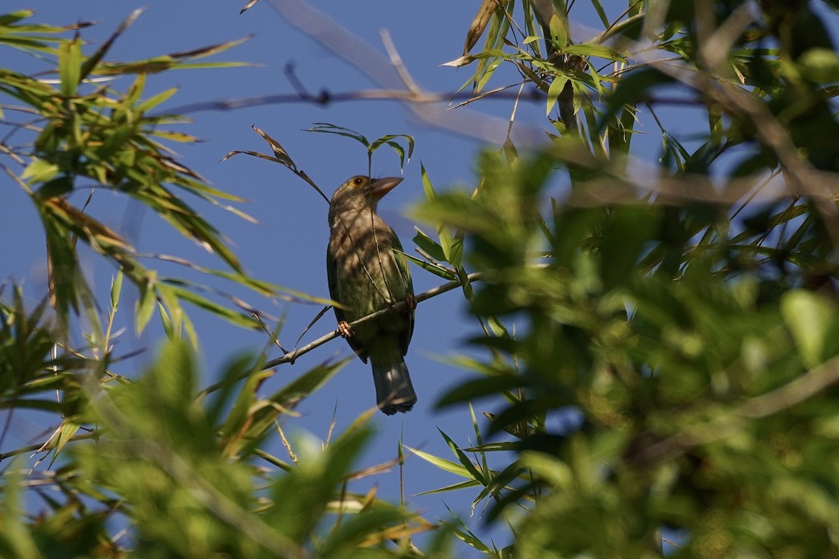 Lineated Barbet - ML615166261