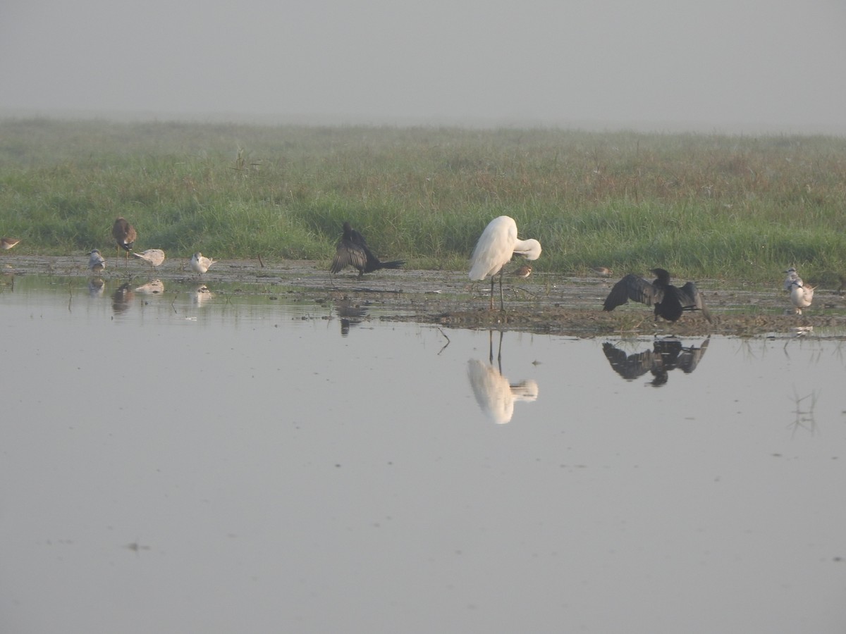 Little Cormorant - Arulvelan Thillainayagam